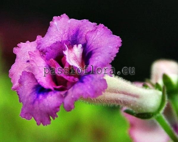 Mini Sinningia Seeds KATY LYNN 