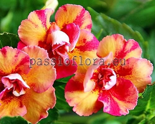 Achimenes Seeds AMELIA VITORINO 