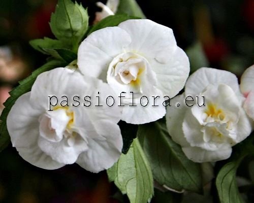 Achimenes Seeds RF'S DEL SOL 