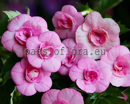 Achimenes Seeds AUSSIE BEAUTY 