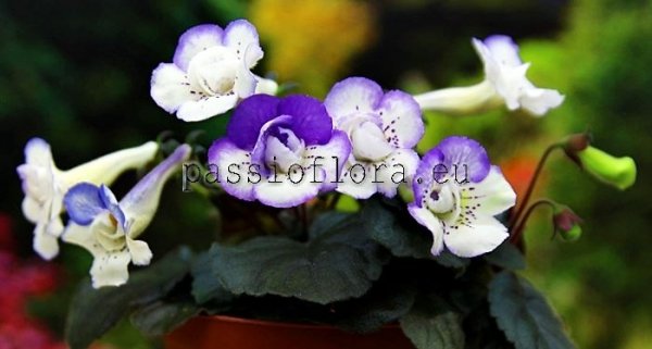 Mini Sinningia SRG'S CAPRI 