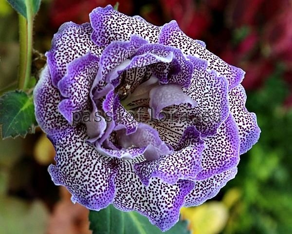 Gloxinia Tuber Passioflora Seedling No 3