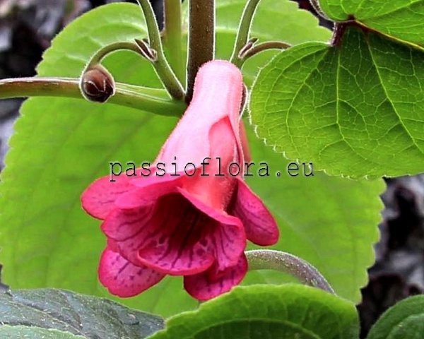 Sinningia  ISA'S TROPICAL NECTAR