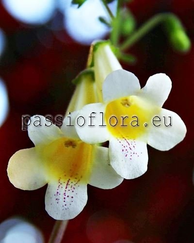 Smithiantha Seeds PF-ORCHID