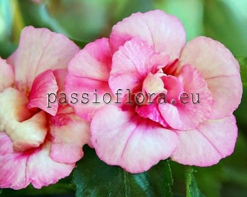 Achimenes Seeds ANASTASIA 