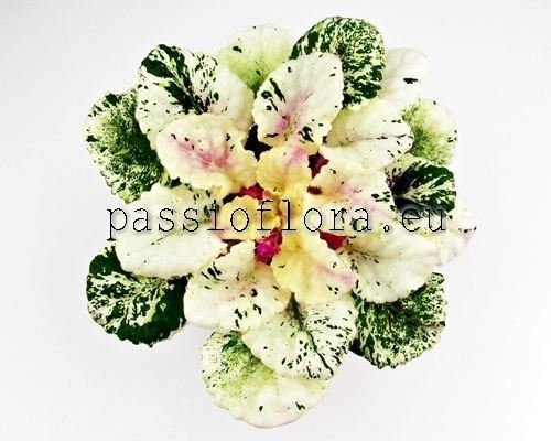 African Violet ROSE BOUQUET