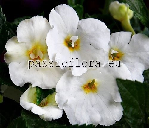 Achimenes WHITE CHRISTMAS