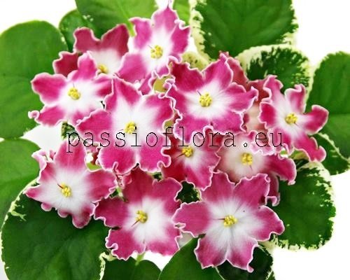 African Violet ND-NATALKA POLTAVKA 