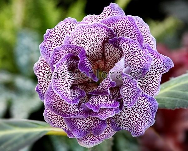 Gloxinia Tuber Passioflora Seedling No 3