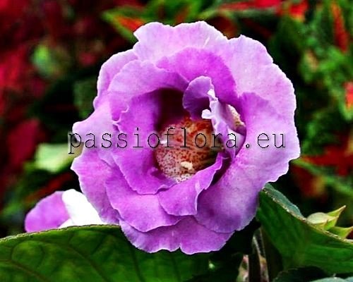 Gloxinia PF-ORCHID LACE