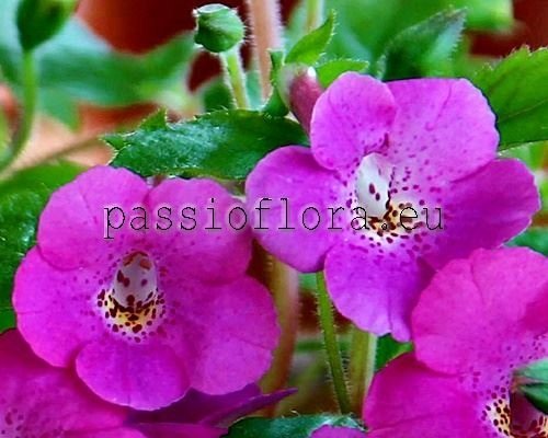 Achimenes RF'S NAOMI