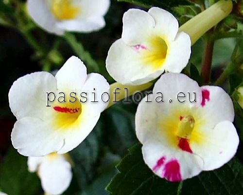 Achimenes RF'S LEMON PIE