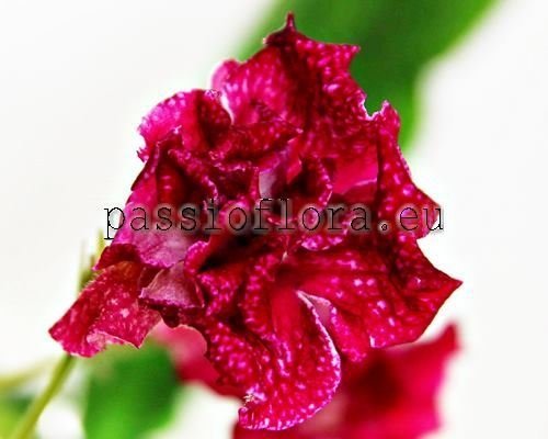 Streptocarpus DEM-NIGHT ROSE