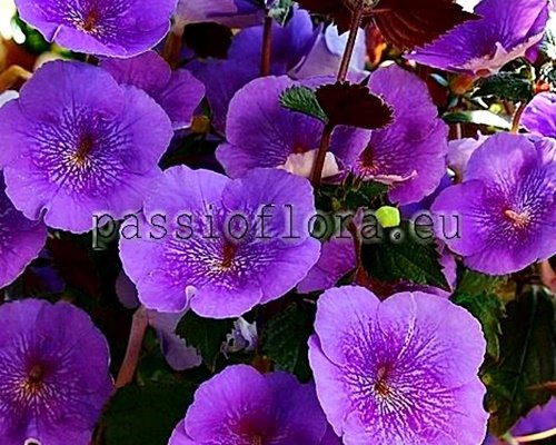 Achimenes Seeds SERGE'S REVELATION 