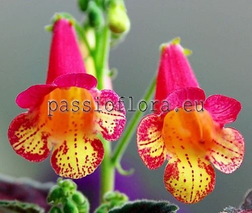 Smithiantha PF-ARCADIA 