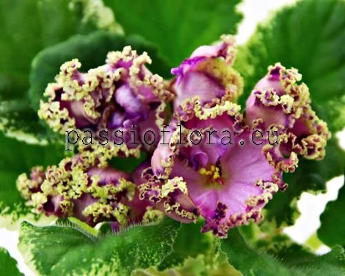 African Violet LE-ALINA 
