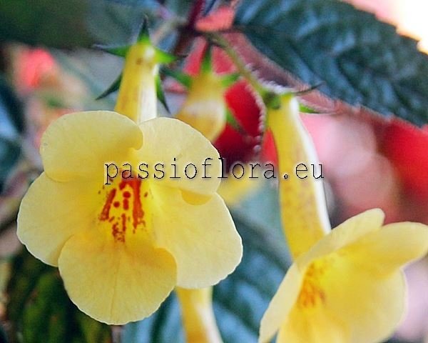 Achimenes YELLOW BEAUTY