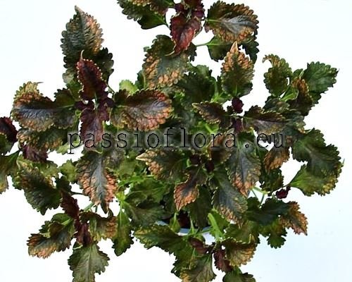 Coleus PF-MAGIC LAKE 