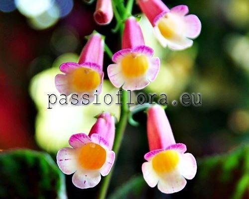 Smithiantha PF-DAISY 