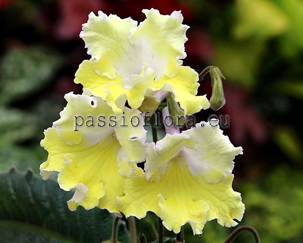 Streptocarpus ZLOTKO 