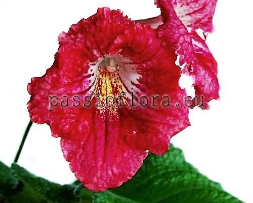 Streptocarpus FILIZANKA 