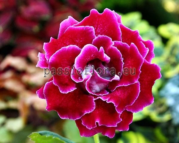 Gloxinia Seeds PF-AMOR 