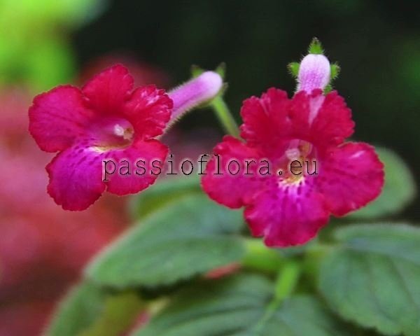 Mini Sinningia Seeds OZARK RED LIGHTING