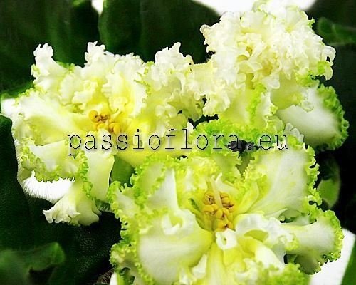 African Violet LE-BRILLIANT TIFFANY
