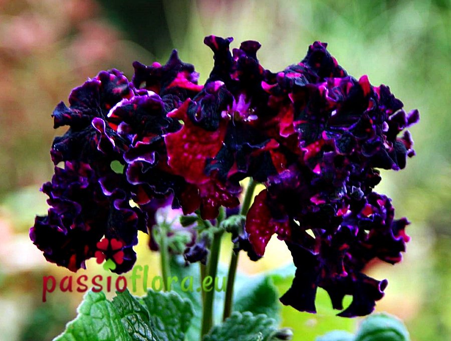 https://passioflora.eu/streptocarpus-seeds