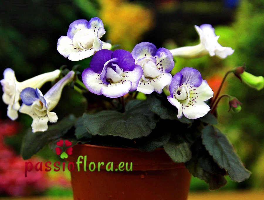 1760624134-passioflora-capri1760624134.jpg