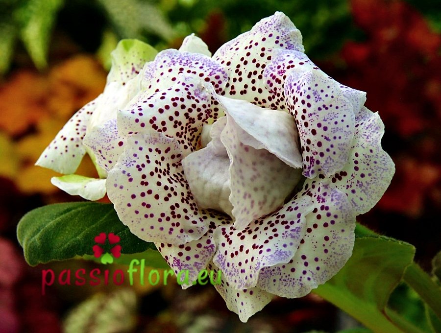 1760624325-passioflora-glox1760624325.jpg