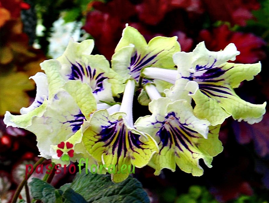 1760624477-passioflora-kam1760624477.jpg