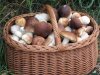 Kosz na zakupy koszyk grzybowy Samochodowy Duży - sklep z wiklina - zdjęcie 3