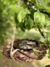 Poidełko dla ptaków Brzozowe - sklep z wiklina - zdjęcie 4