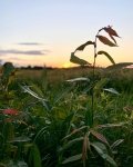 Wiklina w rytmie slow life – naturalny wybór z Wiklina-Wnuk