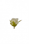 Róża drobna wyrobowa MIX - 20TJ064