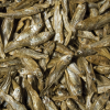 Tropical Dried Fish 100ml Suszone ryby Pokarm dla gadów