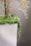 Blumentopf Blumenkübel Rato Square 325 umbra