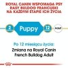 Royal French Bulldog Puppy 3kg