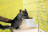 SAVIC Crock Medium miska dla gryzoni 4x6cm 300 ml