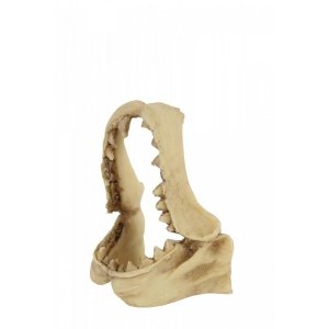 Zolux Dekoracja czaszka dinozaura model 2