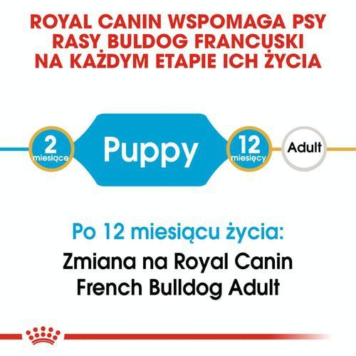 Royal French Bulldog Puppy 3kg