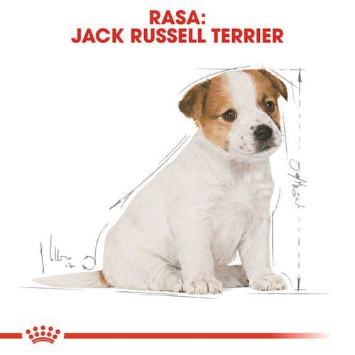 Royal Jack Russel Puppy 3kg