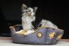 Kiwi Walker OVAL PET BED pomarańczowo-szary rozmiar L