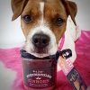 Stevi & Schnück‘s Hundemarmelade Einhorn DŻEM DOBRY JEDNOROŻEC 275g