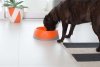 OH Bowl® Miska dbająca o higienę jamy ustnej psa Zielona rozmiar M
