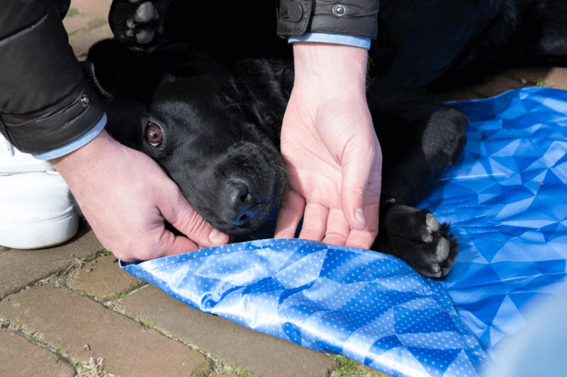 CoolPets PREMIUM Mata chłodząca rozmiar L