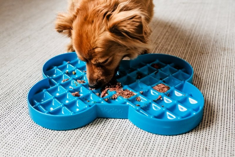 Miska spowalniająca jedzenie SLODOG® zielona