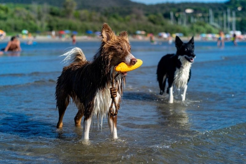 Kiwi Walker Let's Play ZEPPELIN Maxi aport niebieski