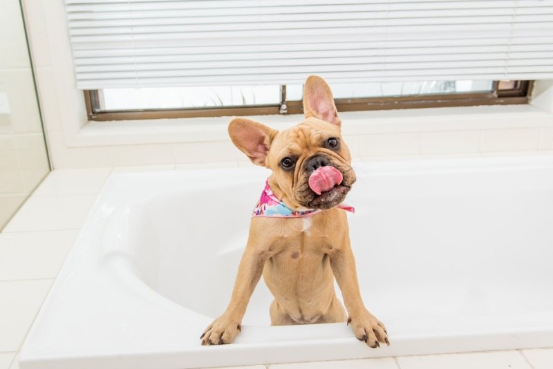 Mata LickiMat® Splash™ zielona
